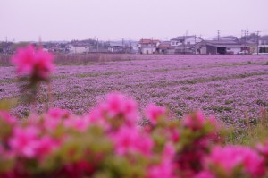 DSC03009